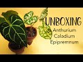 Unboxing Plant Mail 2020 | Anthurium, Caladium, Epipremnum