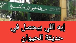 إيه اللي بيحصل في حديقة الحيوان؟