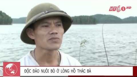 Độc đáo nuôi bò dưới nước ở hồ Thác Bà