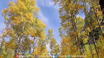 فواتح سورة النبأ | الشيخ محمود خليل القارئ