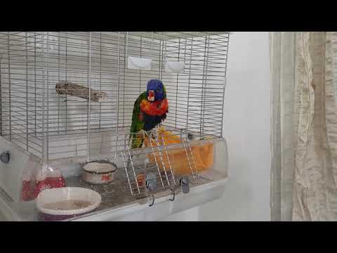 Видео: Является ли радужный лорикет попугаем?