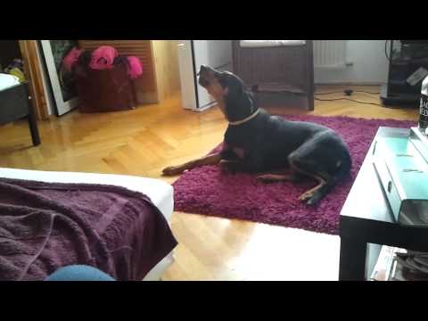 Video: Transylvanian Hound Dog Ras Allergene, Gesondheid En Lewensduur