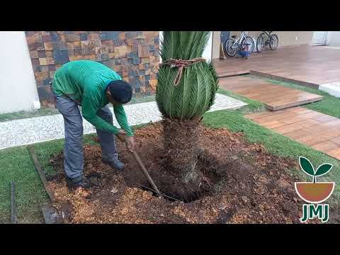 Vídeo: Quando posso transplantar palmeiras de sagu: dicas sobre como mover uma palmeira de sagu