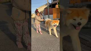 Kid walking the japanese akita dog Max #cute #tiktok #dog #short #shorts #shortvideo #viral #video