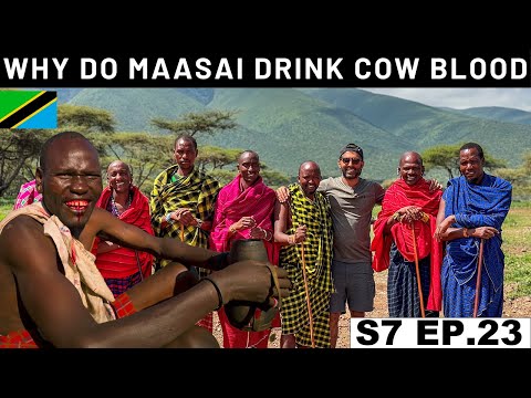 Видео: Националният парк Масай Мара е най-известният природен резерват в Кения. Включва Масаи Мара
