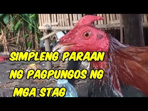 Video: Inpormasyon sa Pagpupungos ng Hawthorn: Kailan at Paano Pugutan ang Puno ng Hawthorn