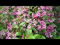 Le jardin de bidib 30  weigelia