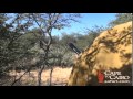 Lion Hunting with Cape to Cairo Safaris 1