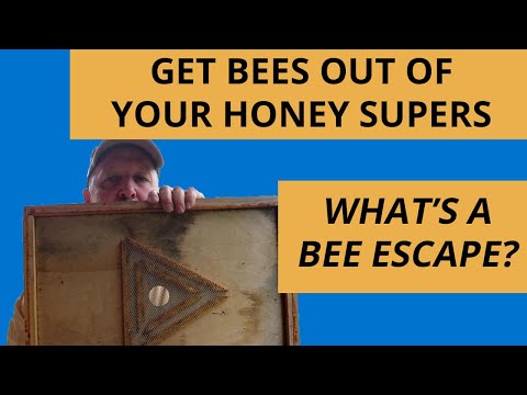 What Is A Bee Escape Board