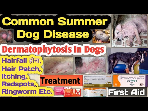 dermatophytosis in dogs/cats || ringworm in dogs || summer disease in dogs || symptoms || treatment