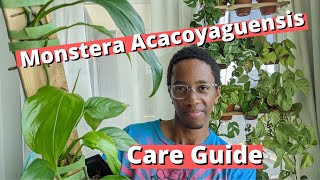 Monstera Acacoyaguensis Care Guide