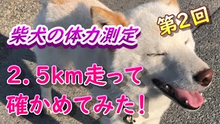 【柴犬】柴犬７か月の体力測定で2.5㎞走ってみた！
