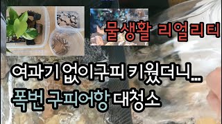 여과기 없이 구피 키우기 가능할까? 여름철 구피어항 대청소 / 구피키우기 물생활 브이로그