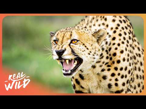 24 HOURS WITH ZIMBABWE'S MOST DANGEROUS CAT
