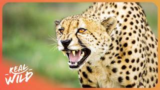 24 Hours With Zimbabwe's Most Dangerous Cat
