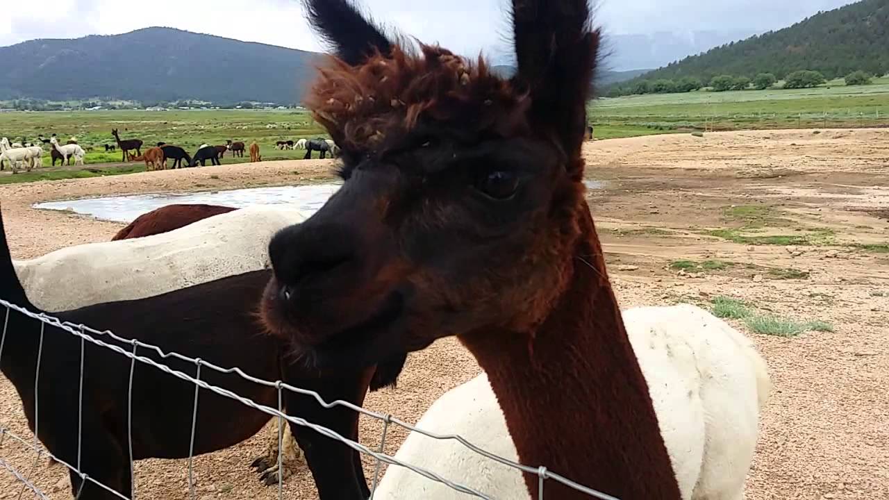 Victory Ranch Alpaca farm Mora, NM 