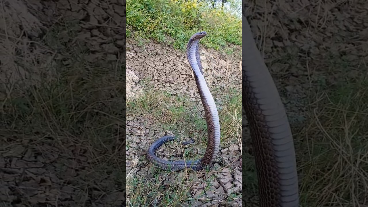 Safe release back into the wild | IndianSpectacpedCobra | kariyanaag 