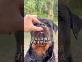 この犬種の事みんな知ってる？wwwwwww