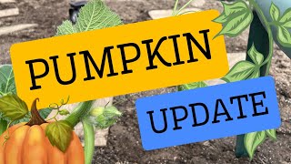 Giant Pumpkin Update 29 Days in The Ground June 4th, 2024