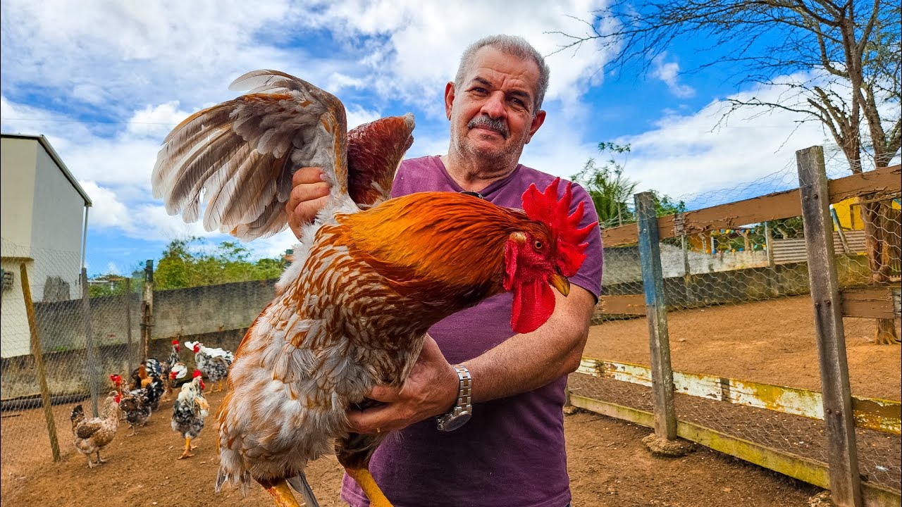 LOTE DE GALINHAS E GALOS DA RAÇA 