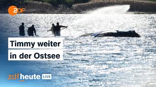 LIVE: Buckelwal Timmy hängt immer noch in der Ostsee fest | ZDFheute live