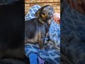 The Best Scratches! Tiny Puppy Gets All the Love..(Focus on Relaxation