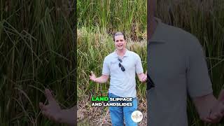 Vetiver System: Nature's Solution for Soil Stabilization #shorts
