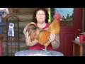 Becky's Homestead 25: All About Chickens