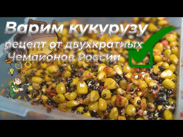 Ферментирование кукурузы для ловли карпа