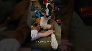 Boxer Dog upset because Dad & brother went to work #shorts