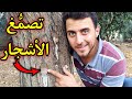 أسباب وعلاج تصم غ الأشجار 