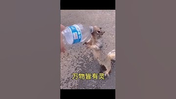 chú sóc cầu xin con người để được uống nước #shorts