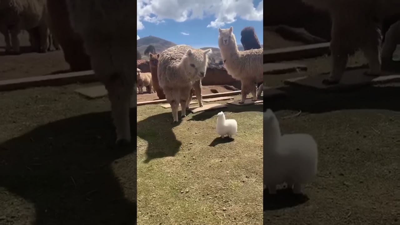 Cute white baby llama among adult llamas 