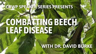 Combatting Beech Leaf Disease