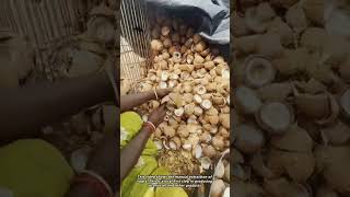 A Mountain of Coconuts Processed by Hand