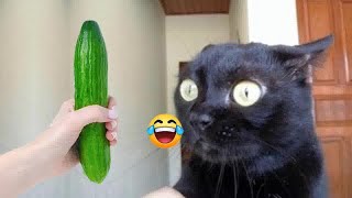 Funniest Cats and Dogs  Funny Animal Videos 2024 #14