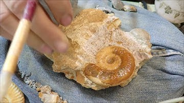 Ammonite limestone jurassic fossil preparation time laps
