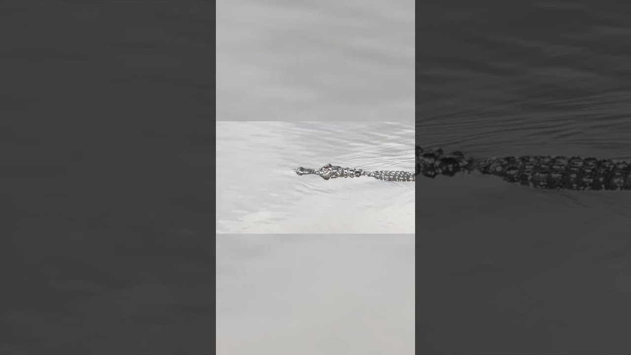 Gator Alert! What Was It Waiting For? 🐊