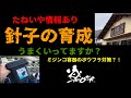 メダカの育成順調ですか？ミジンコの培養についての質問、たねいや情報あり　＠楽めだか
