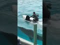 アクリルガラス すれすれのシャチトレーナーの見事な飛び込み 鴨川シーワールド シャチショー ※2024.05.19 / kamogawaseaworld orca killerwhales show