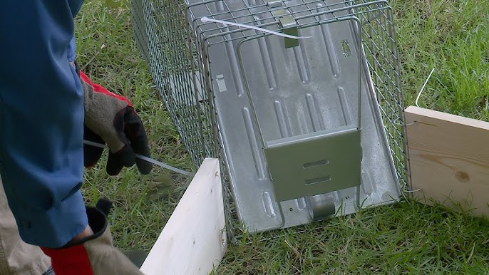 New Video: How to Set the Little Giant® Live Animal Traps - Miller  Manufacturing Company Blog