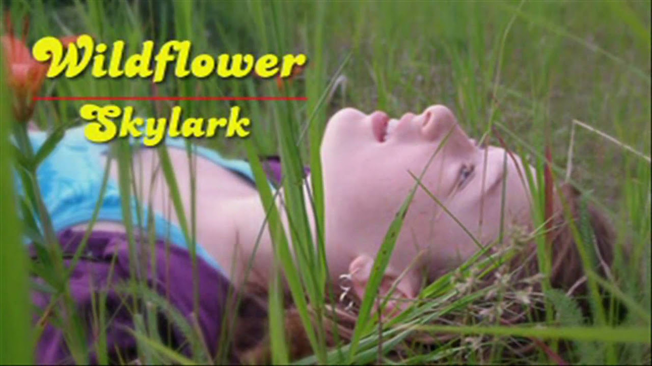 Wildflower   Skylark  HD