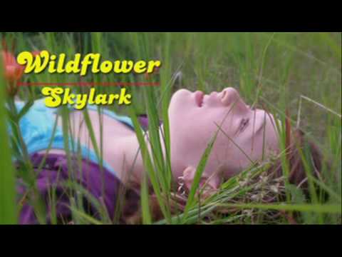 wildflower---skylark-[hd]