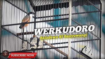 CENDET WERKUDORO || TENGKEK BUTONYA BIKIN SAKIT TELINGA #cendet #werkudoro #pentetmaniapacitan
