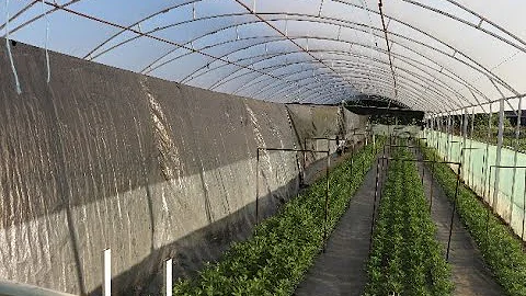 Хризантема.2020. Начало притенения.