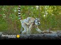 Dynamics of Lemur Society