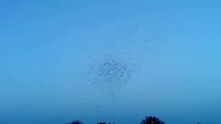 Flock of birds drill practice
