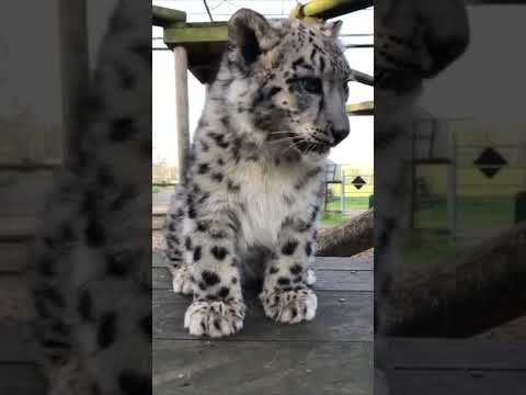 Snow leopard cub cuteness! ❤️ #shorts #snowleopard