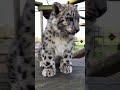 Snow leopard cub cuteness  shorts snowleopard