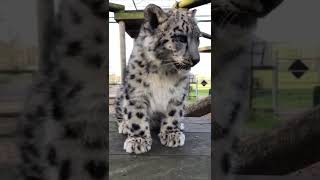 Snow leopard cub cuteness! ❤ #shorts #snowleopard